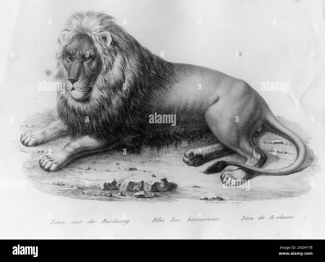 Zoologie Zoologie / Tiere, Großkatzen, Löwen, Berberlöwen (Panthera leo leo), männlicher Löwe, ZUSÄTZLICHE-RECHTE-CLEARANCE-INFO-NOT-AVAILABLE Stockfoto