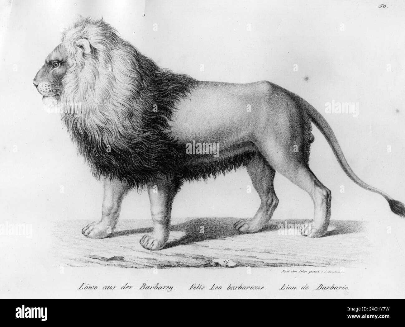 Zoologie Zoologie / Tiere, Großkatzen, Löwen, Berberlöwen (Panthera leo leo), männlicher Löwe, ZUSÄTZLICHE-RECHTE-CLEARANCE-INFO-NOT-AVAILABLE Stockfoto