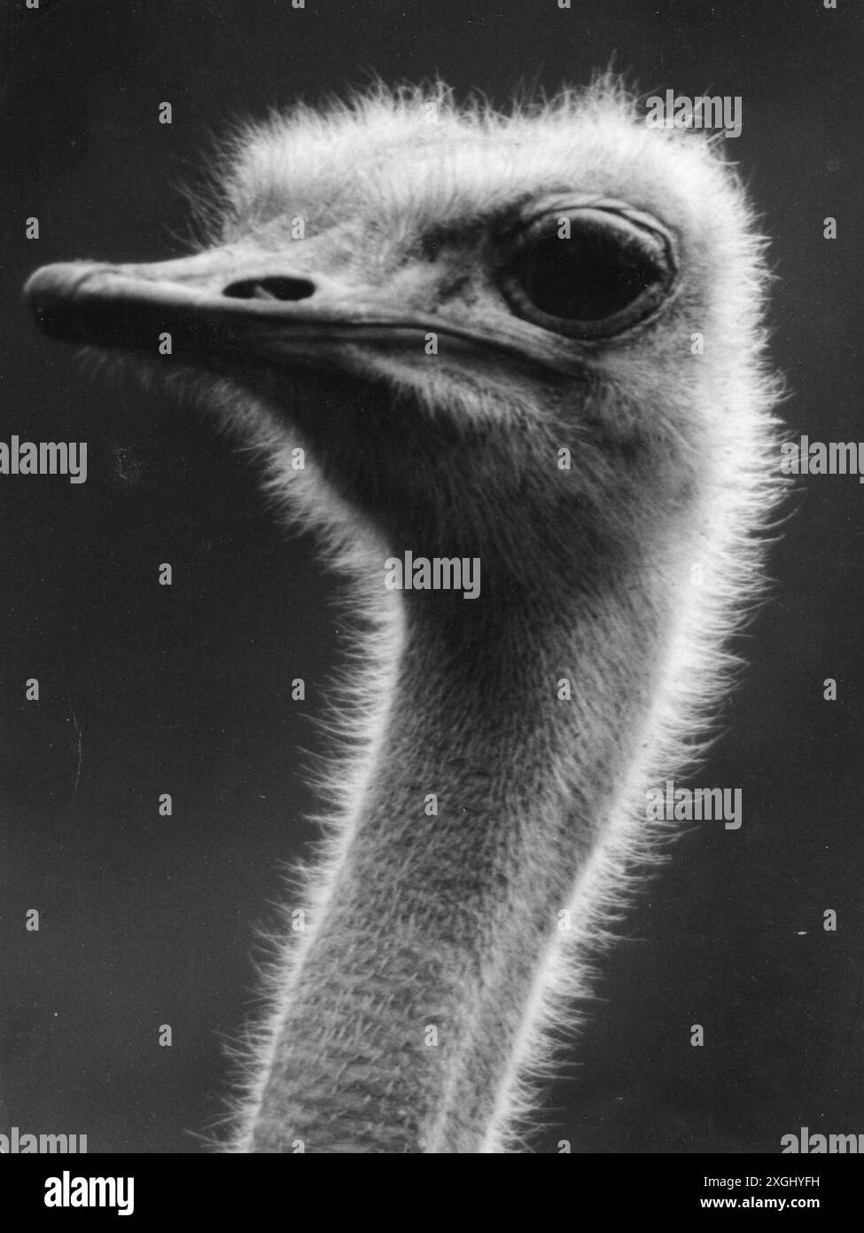 Zoologie / Tiere, Vogel / Vögel, Afrikanischer Strauß (Struthio camelus), Kopf, 1960er Jahre, ADDITIONAL-RIGHTS-CLEARANCE-INFO-NOT-AVAILABLE Stockfoto