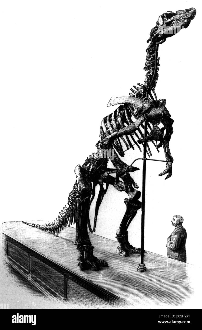 Urgeschichte, Tiere, Dinosaurier, Iguanodon bernissartensis, 139 - 112 Millionen Jahre vor unserer Zeit, das URHEBERRECHT DES KÜNSTLERS MUSS NICHT GELÖSCHT WERDEN Stockfoto