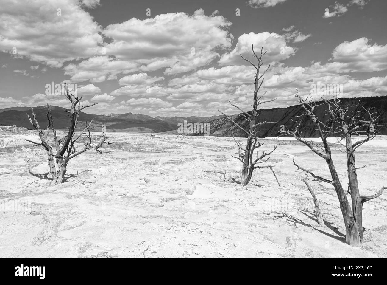 Bäume, die von Felsablagerungen begraben wurden, Mammoth Hot Springs Stockfoto