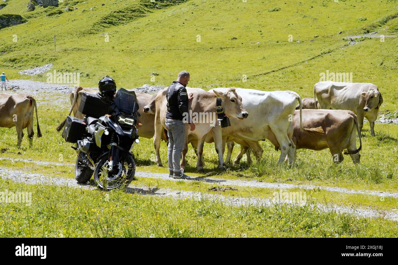 Anton Geisser 09.07.2024 Klima CO2 Kanton URI Schweiz. Bild : Motorradfahrer bei den Alpkuehen *** Anton Geisser 09 07 2024 Klima CO2 Kanton URI Schweiz Foto Motorradfahrer bei den Alpkuehen Stockfoto