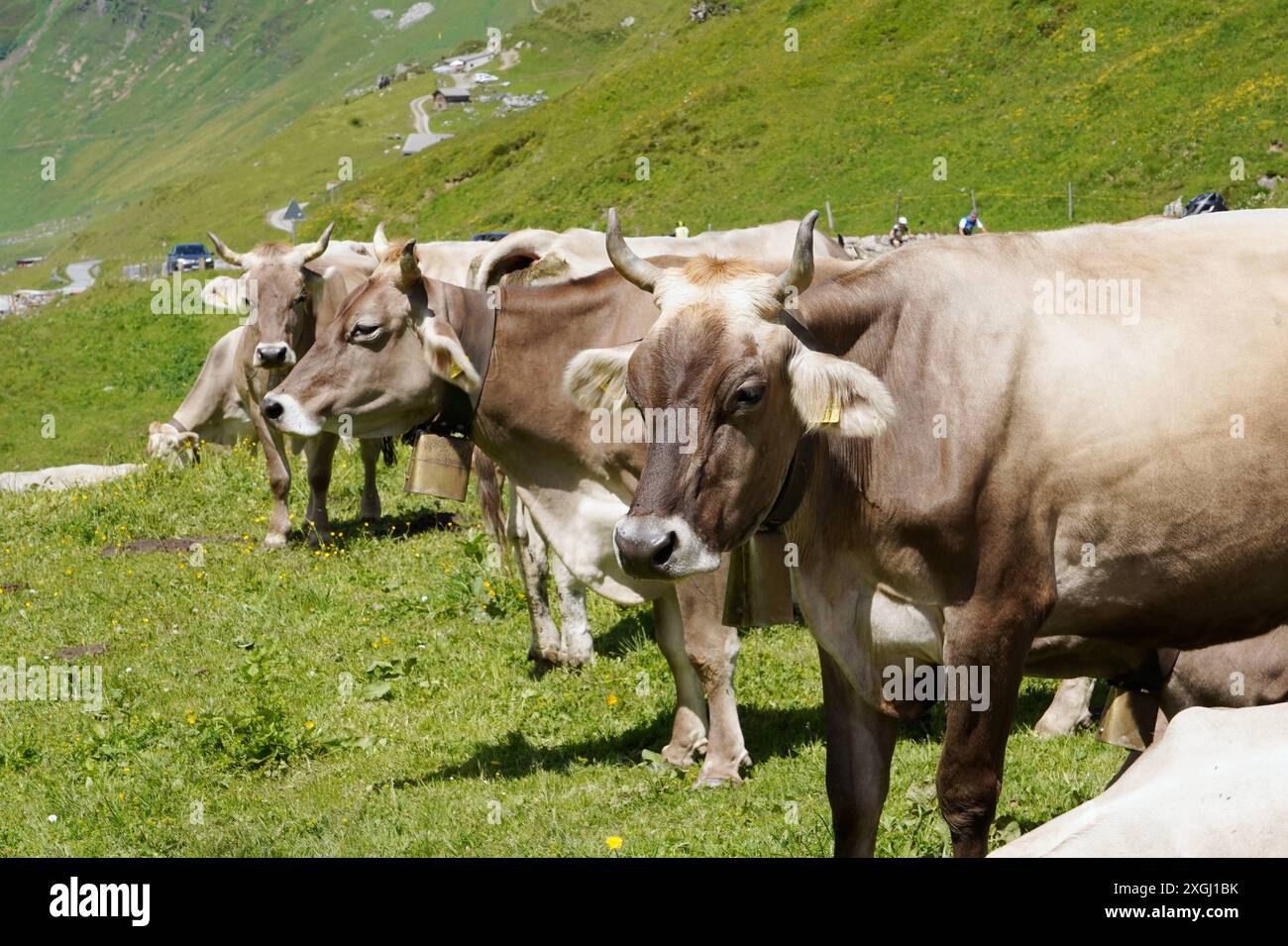Anton Geisser 09.07.2024 Kanton Uri Schweiz. Bild : Braunvieh mit Hoerner *** Anton Geisser 09 07 2024 Kanton URI Schweiz Bild Braune Schweizer Rinder mit Hoerner Stockfoto
