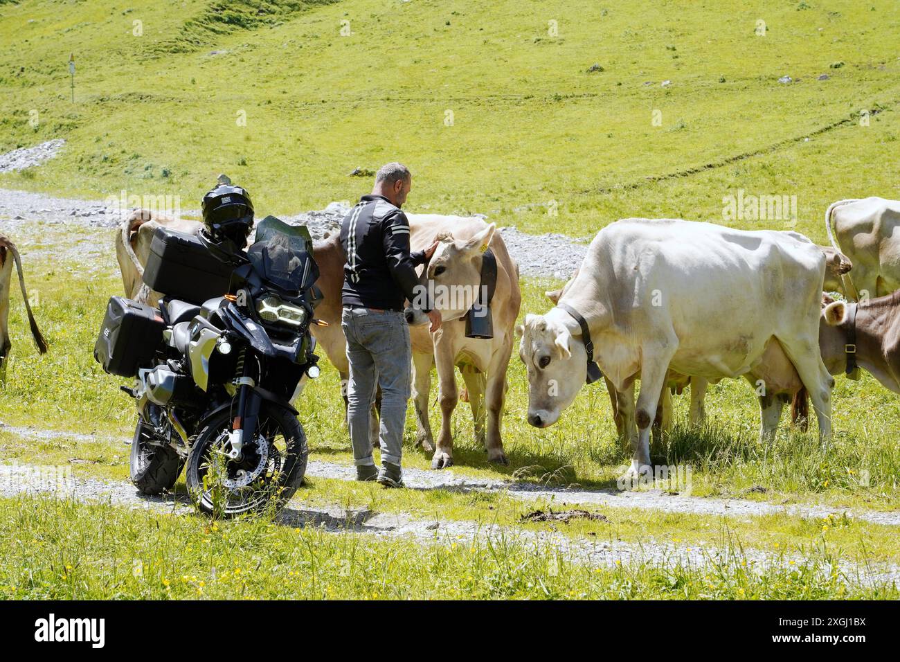 Anton Geisser 09.07.2024 Klima CO2 Kanton URI Schweiz. Bild : Motorradfahrer bei den Alpkuehen *** Anton Geisser 09 07 2024 Klima CO2 Kanton URI Schweiz Foto Motorradfahrer bei den Alpkuehen Stockfoto