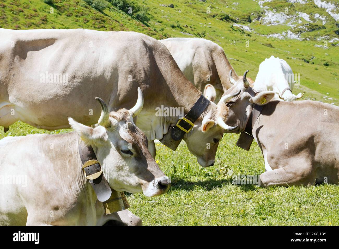 Anton Geisser 09.07.2024 Kanton Uri Schweiz. Bild : Braunvieh mit Hoerner *** Anton Geisser 09 07 2024 Kanton URI Schweiz Bild Braune Schweizer Rinder mit Hoerner Stockfoto