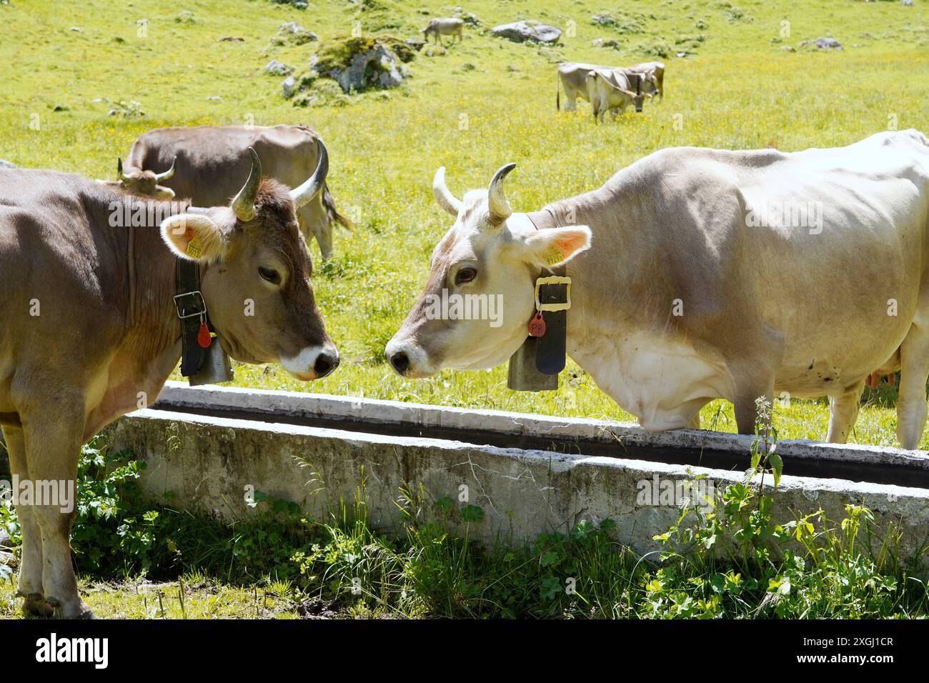 Anton Geisser 09.07.2024 Kanton Uri Schweiz. Bild : Braunvieh mit Hoerner *** Anton Geisser 09 07 2024 Kanton URI Schweiz Bild Braune Schweizer Rinder mit Hoerner Stockfoto