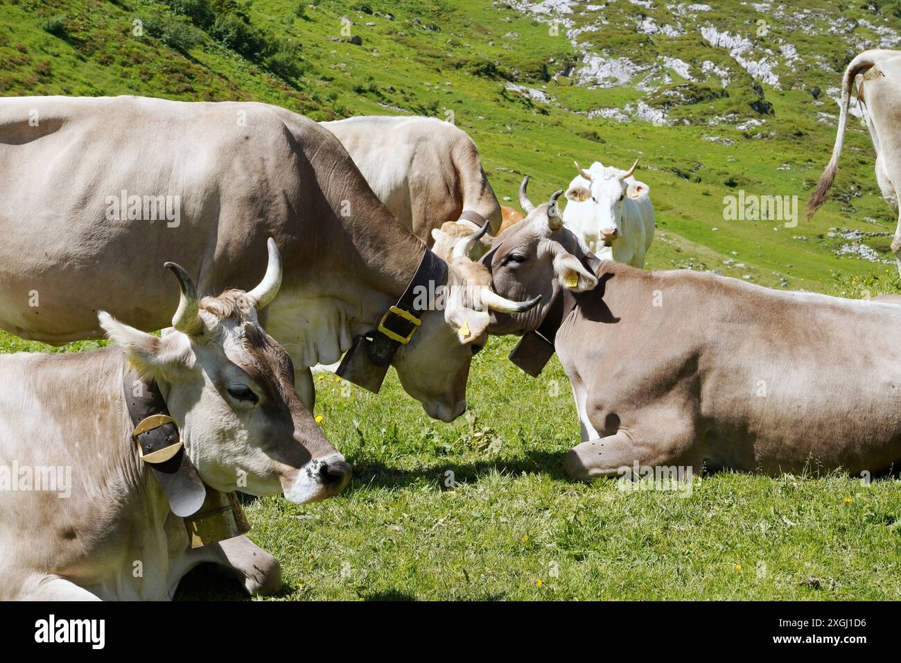 Anton Geisser 09.07.2024 Kanton Uri Schweiz. Bild : Braunvieh mit Hoerner *** Anton Geisser 09 07 2024 Kanton URI Schweiz Bild Braune Schweizer Rinder mit Hoerner Stockfoto
