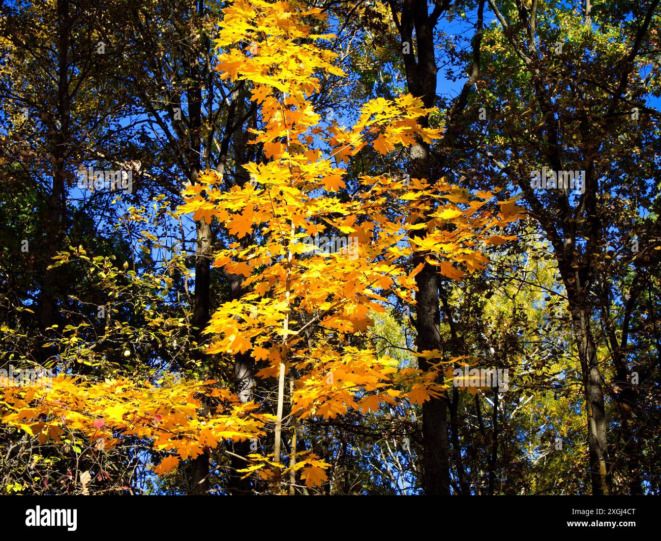 Nature’s Palette: Goldenes Laub vor blauem Himmel zeichnet eine ruhige Herbstszene. Stockfoto