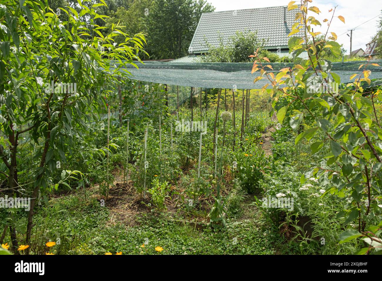 Üppiger Gemüsegarten mit verschiedenen Pflanzen, die von Spalieren unterstützt werden und durch Schattengitter geschützt sind, was nachhaltige Anbaumethoden hervorhebt. Stockfoto