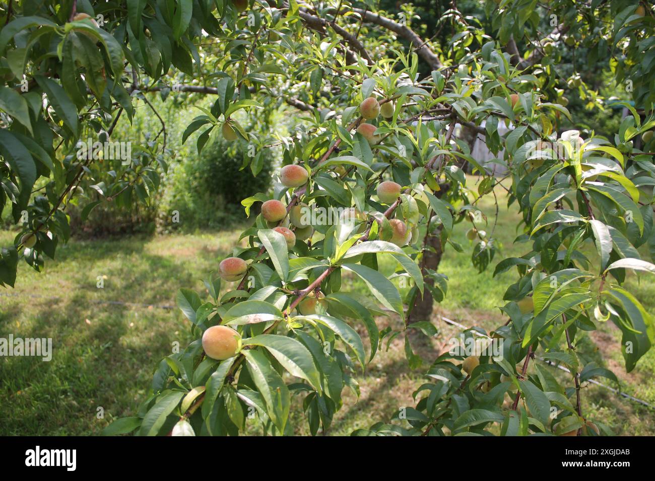 Pfirsiche auf dem Baum Stockfoto