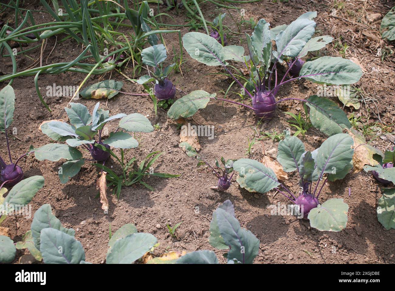 Violettes Gemüse mit hohem Fasergehalt Stockfoto
