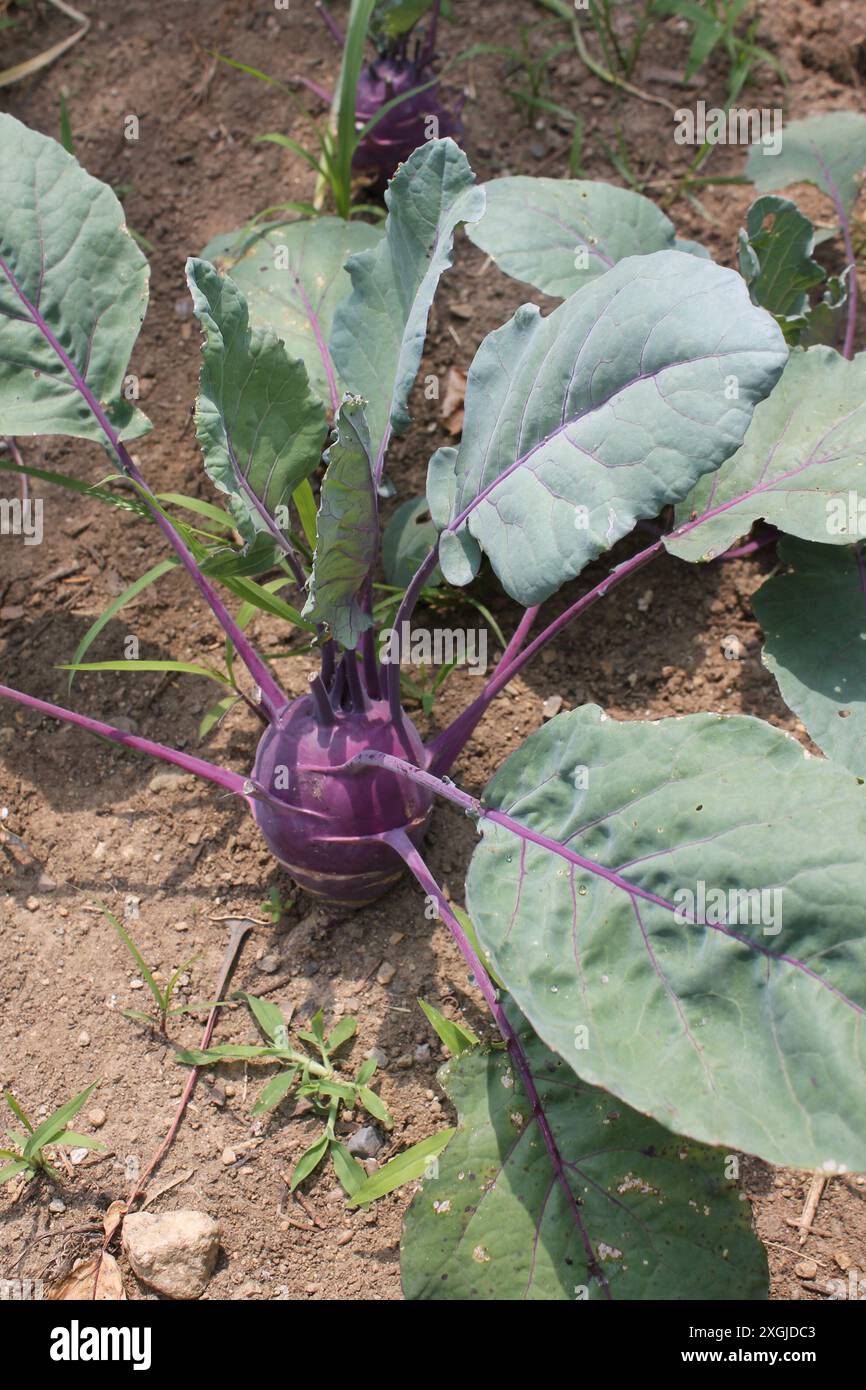 Violettes Gemüse mit hohem Fasergehalt Stockfoto