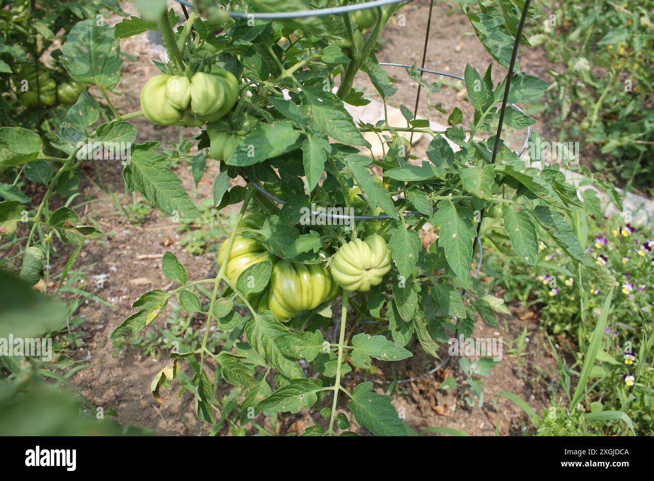 Italienische Tomaten Stockfoto