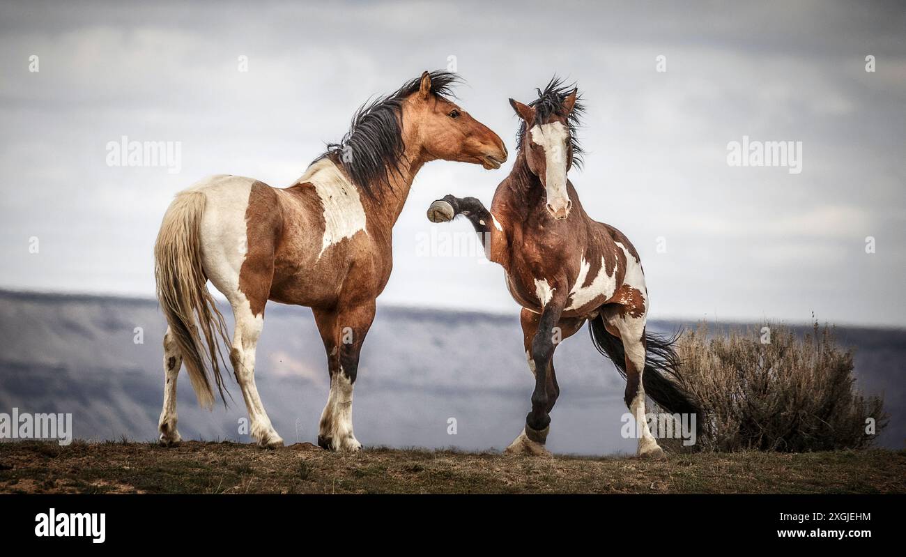 Die Steens Mountain Wildpferde können von Pinto über Buchsleder, Sauerampfer, Bucht, Palomino, Graubraun und Schwarz reichen. Stockfoto
