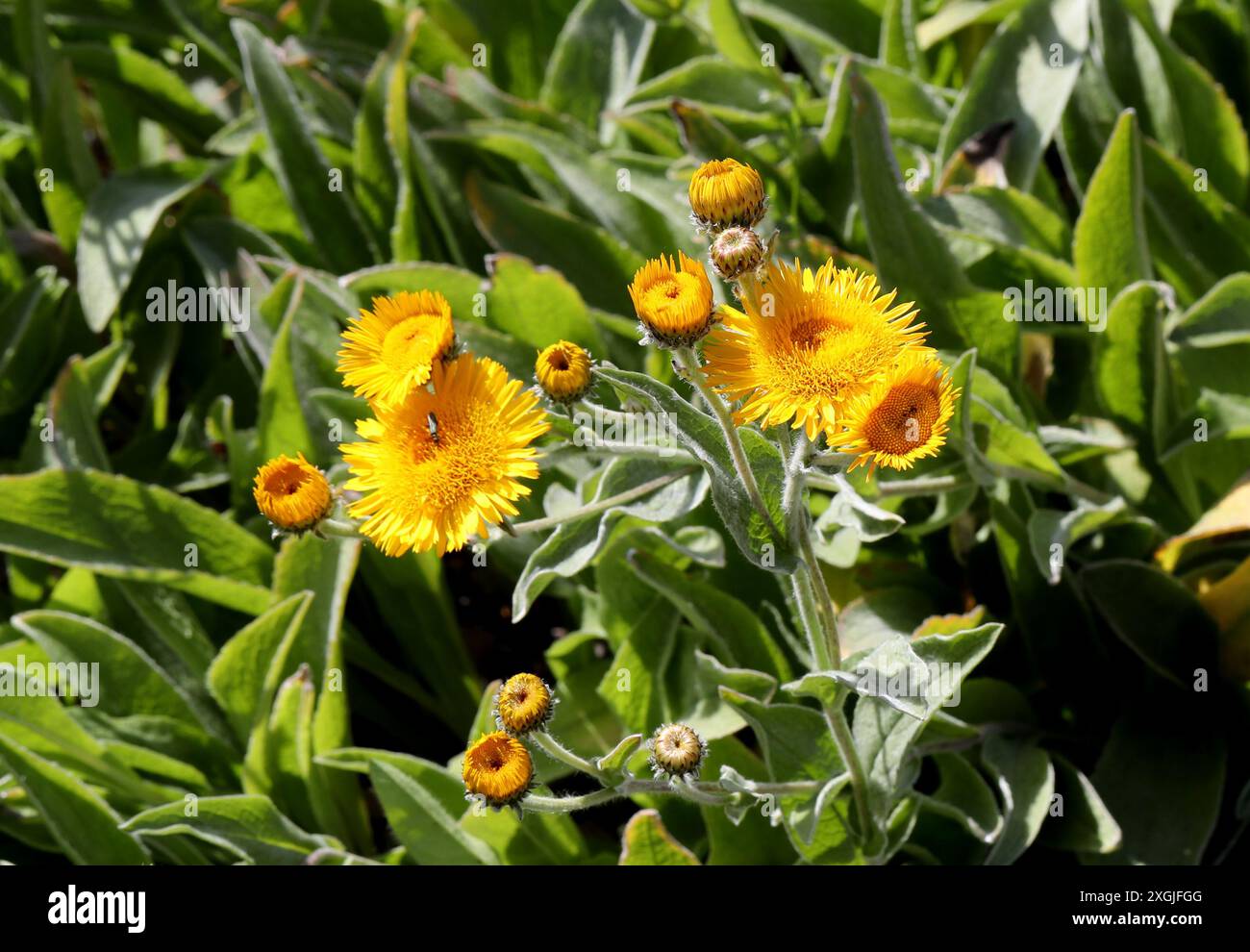 Pentanema oculus-christi, Syn. Inula oculus-christi, Asteraceae. Europa und Westasien. Stockfoto