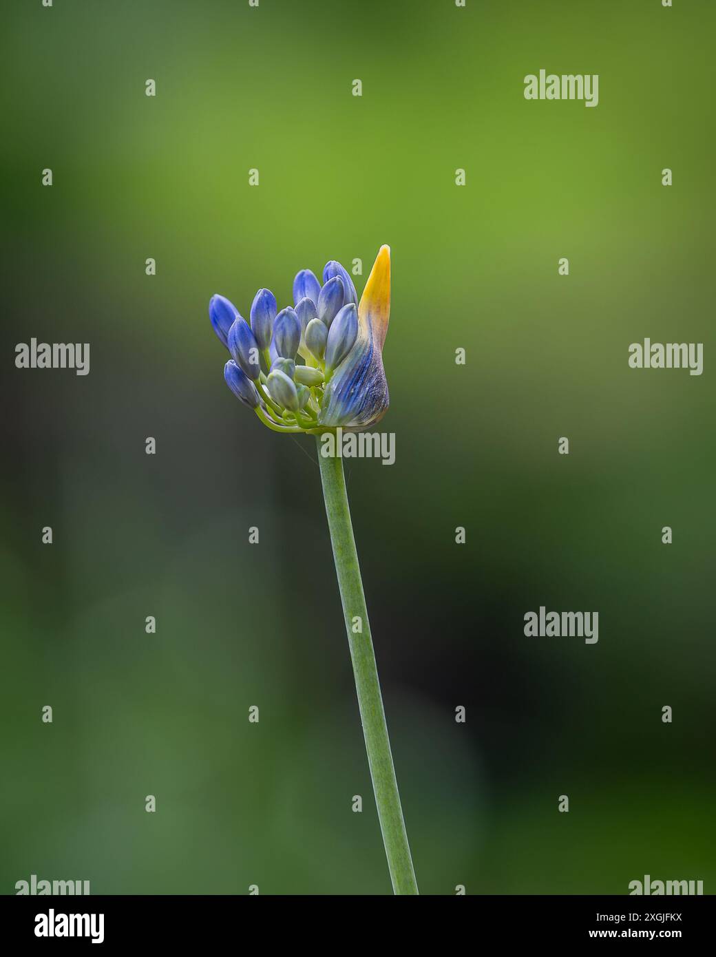 Agapanthus (Afrikanische Lilie) Knospenöffnung. Von den Gärten in Suuremõisa, Hiiumaa. Agapanthus, auch bekannt als Lilie des Nil oder Afrikanische Lilie. Stockfoto
