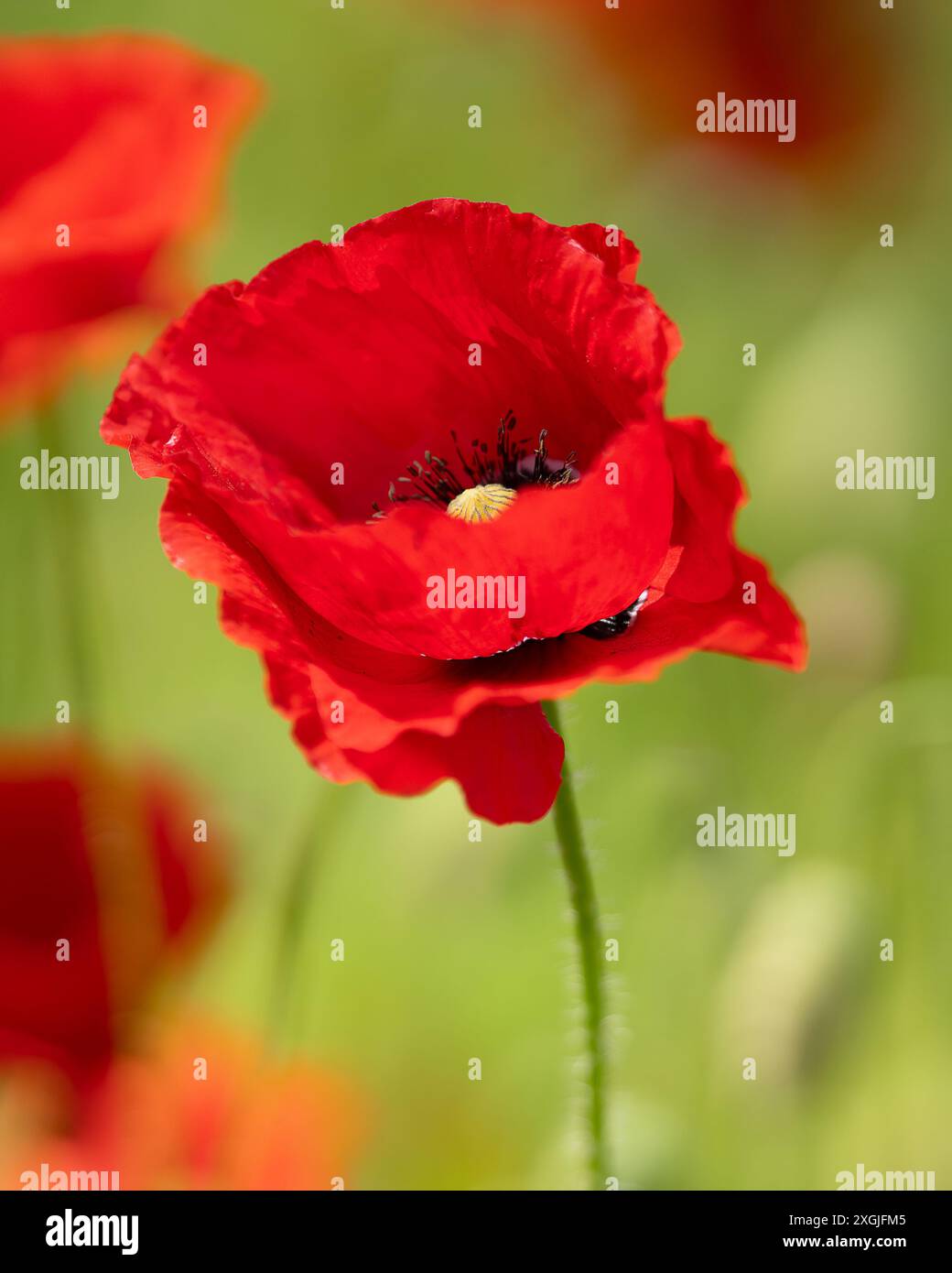 Feldmohn (Papaver rhoeas), auch bekannt als Feldmohn, Nahaufnahme einer einzigen Blume, die stolz über einem Feld mit anderen Mohnblumen steht. Rote Mohnblume. Stockfoto