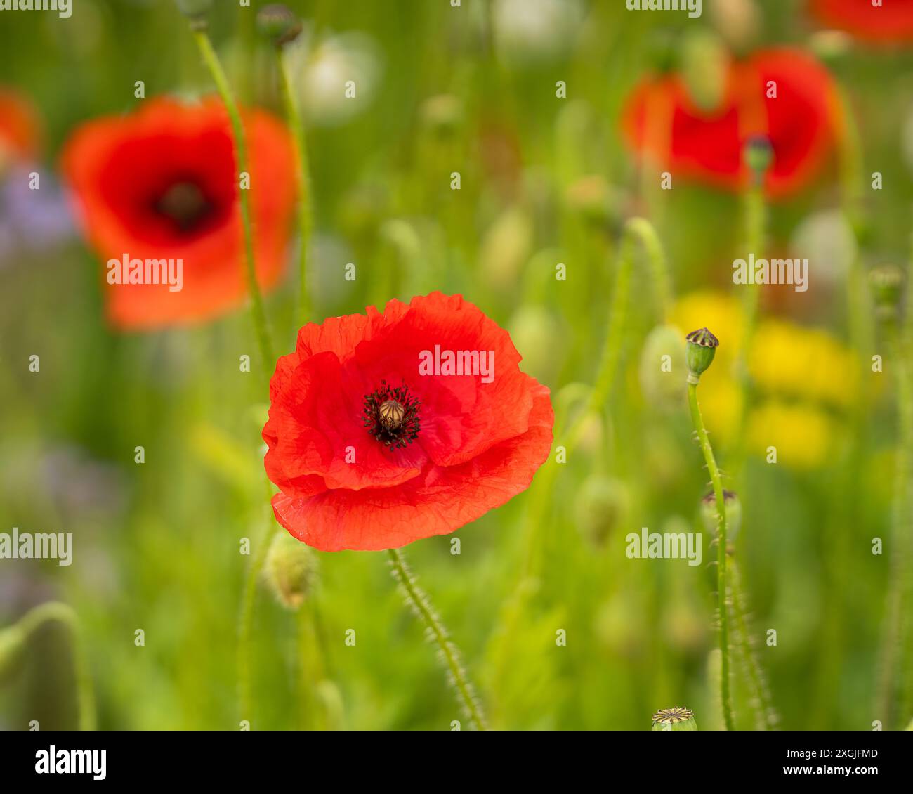 Rote Mohnblume Nahaufnahme auf unscharfem Mohnfeld Hintergrund. Feldmohn (Papaver rhoeas), auch bekannt als Feldmohn, Nahaufnahme einer einzigen Blume. Stockfoto