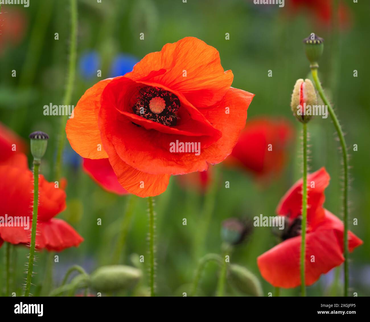 Mohn (Papaver rhoeas) in einem Blumenfeld. Rote Mohnblumen beginnen im Wildblumenfeld zu blühen. Selektiver Fokus. Abdeckungsdesign. Hintergrundbild. Stockfoto