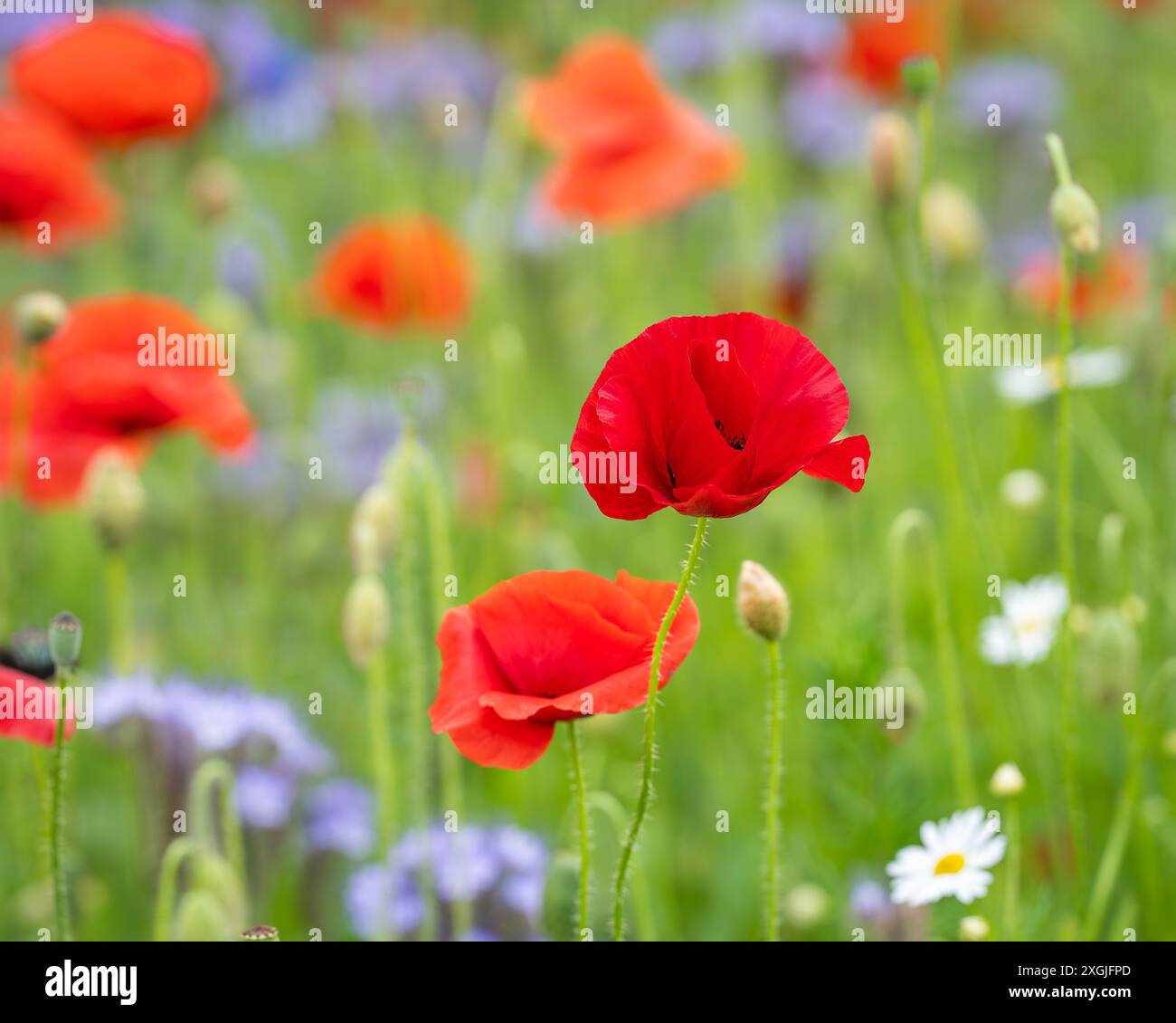 Mohn (Papaver rhoeas) in einem Blumenfeld. Rote Mohnblumen beginnen im Wildblumenfeld zu blühen. Selektiver Fokus. Abdeckungsdesign. Hintergrundbild. Stockfoto