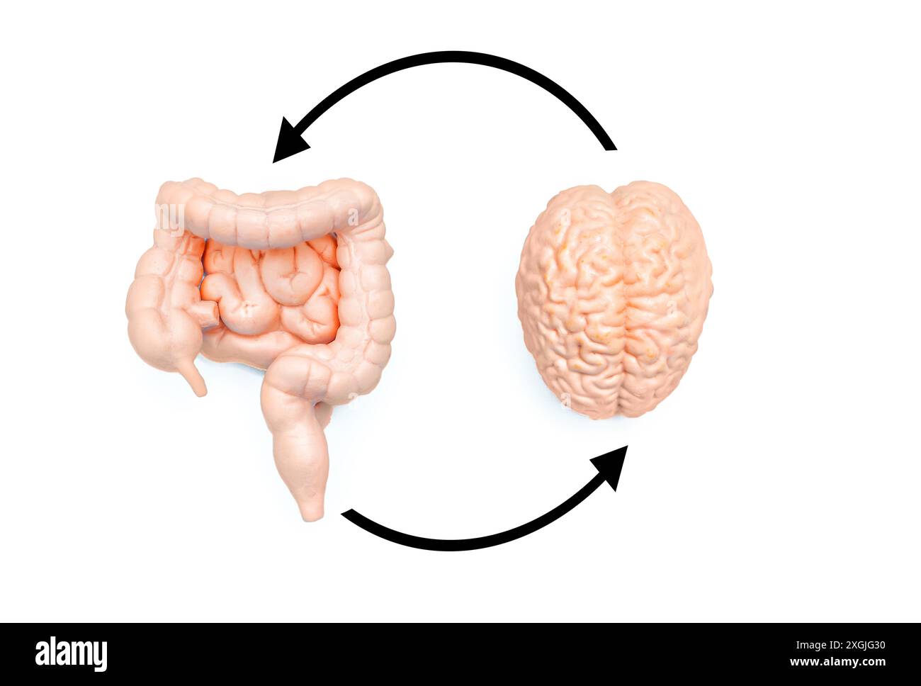 Gehirn- und Darmmodelle, verbunden durch Kreispfeile auf weißem Hintergrund. Pädagogische und wissenschaftliche Präsentationen zum neuralen Verdauungssystem in Stockfoto