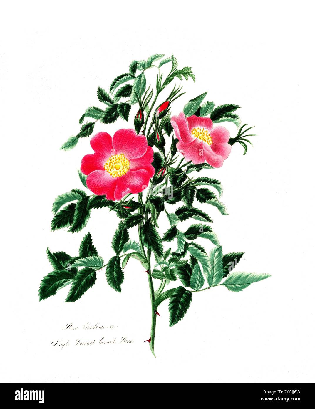 Rosa carolina , Rose, historische Edelrose, Rosenzüchtung, Illustration aus 1799, historisch, digital restaurierte Reproduktion von einer Vorlage aus Stockfoto