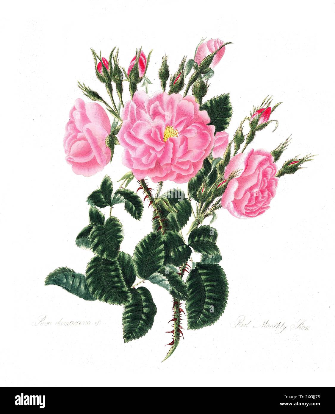 Rosa damascena , Rose, historische Edelrose, Rosenzüchtung, Illustration aus 1799, historisch, digital restaurierte Reproduktion von einer Vorlage aus Stockfoto