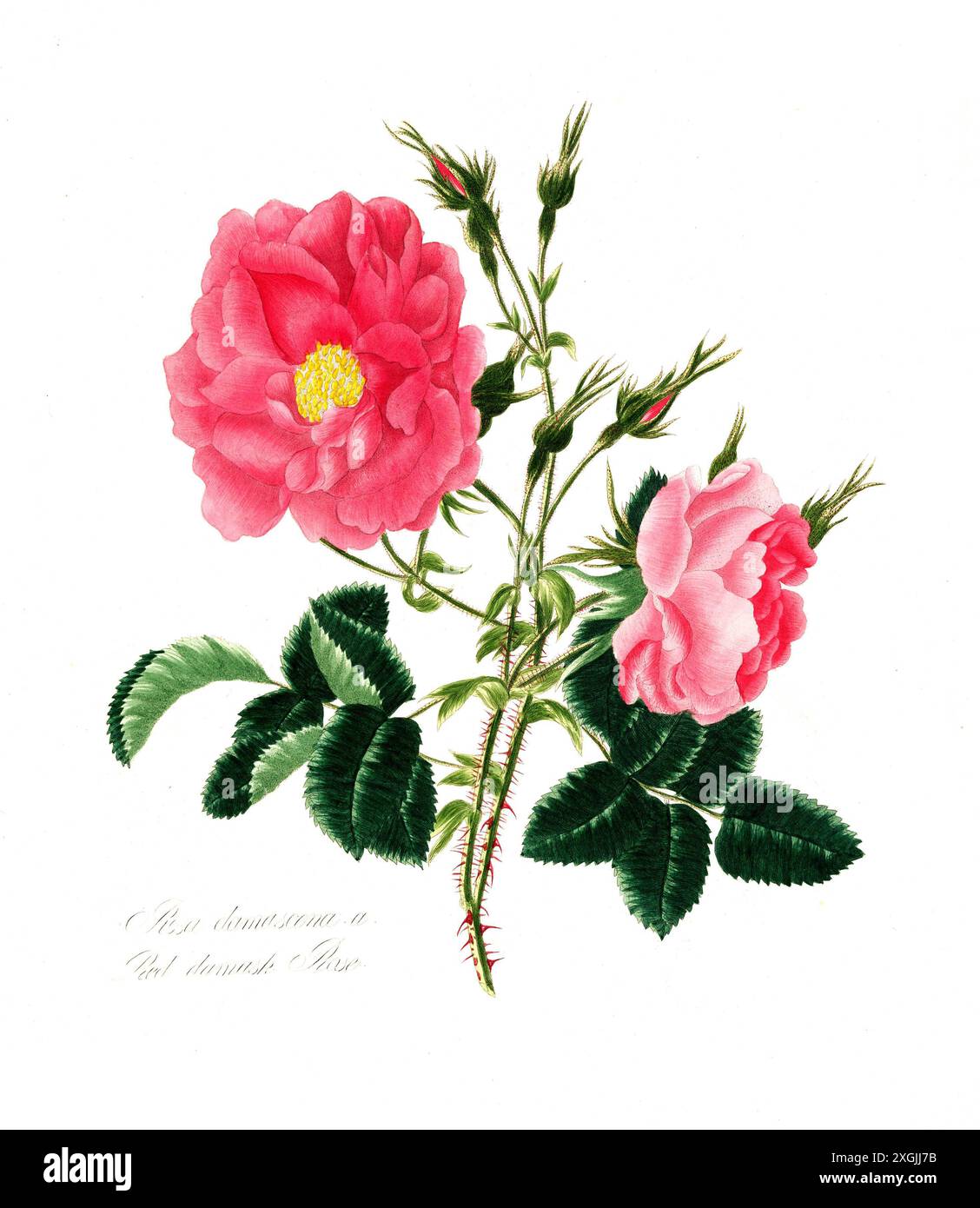 Rosa damascena , Rose, historische Edelrose, Rosenzüchtung, Illustration aus 1799, historisch, digital restaurierte Reproduktion von einer Vorlage aus Stockfoto