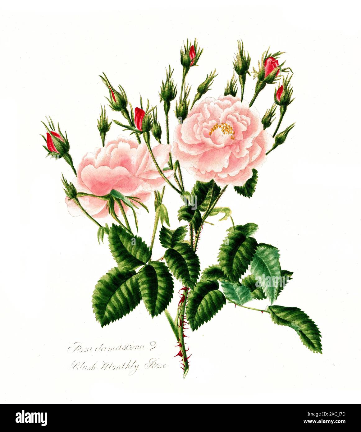 Rosa damascena , Rose, historische Edelrose, Rosenzüchtung, Illustration aus 1799, historisch, digital restaurierte Reproduktion von einer Vorlage aus Stockfoto