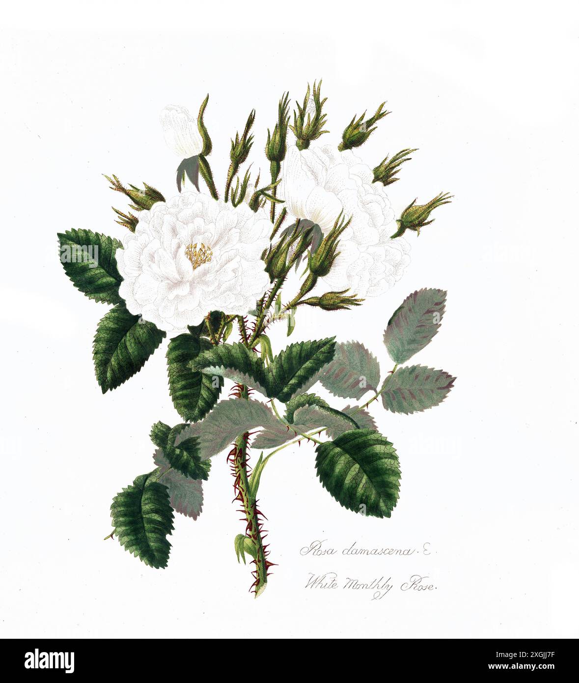 Rosa damascena , Rose, historische Edelrose, Rosenzüchtung, Illustration aus 1799, historisch, digital restaurierte Reproduktion von einer Vorlage aus Stockfoto