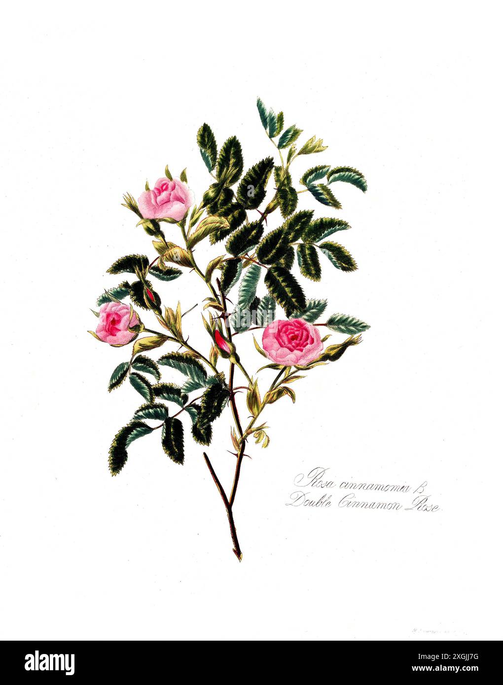 Rosa cinnamomea , Rose, historische Edelrose, Rosenzüchtung, Illustration aus 1799, historisch, digital restaurierte Reproduktion von einer Vorlage au Stockfoto