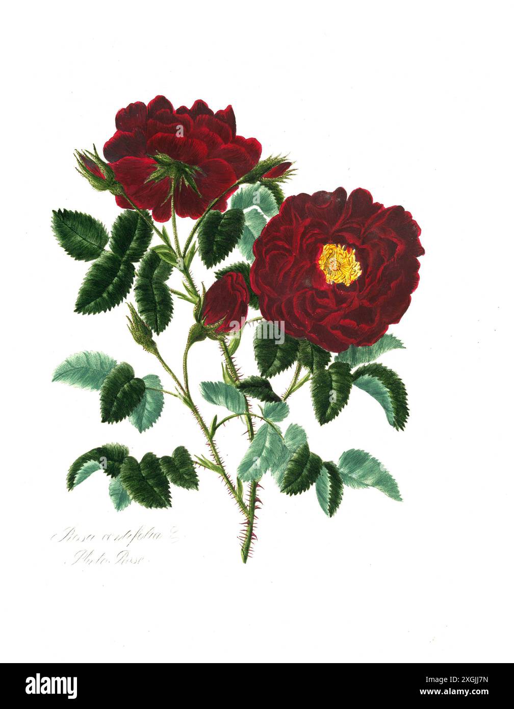 Rosa centifolia , Rose, historische Edelrose, Rosenzüchtung, Illustration aus 1799, historisch, digital restaurierte Reproduktion von einer Vorlage au Stockfoto
