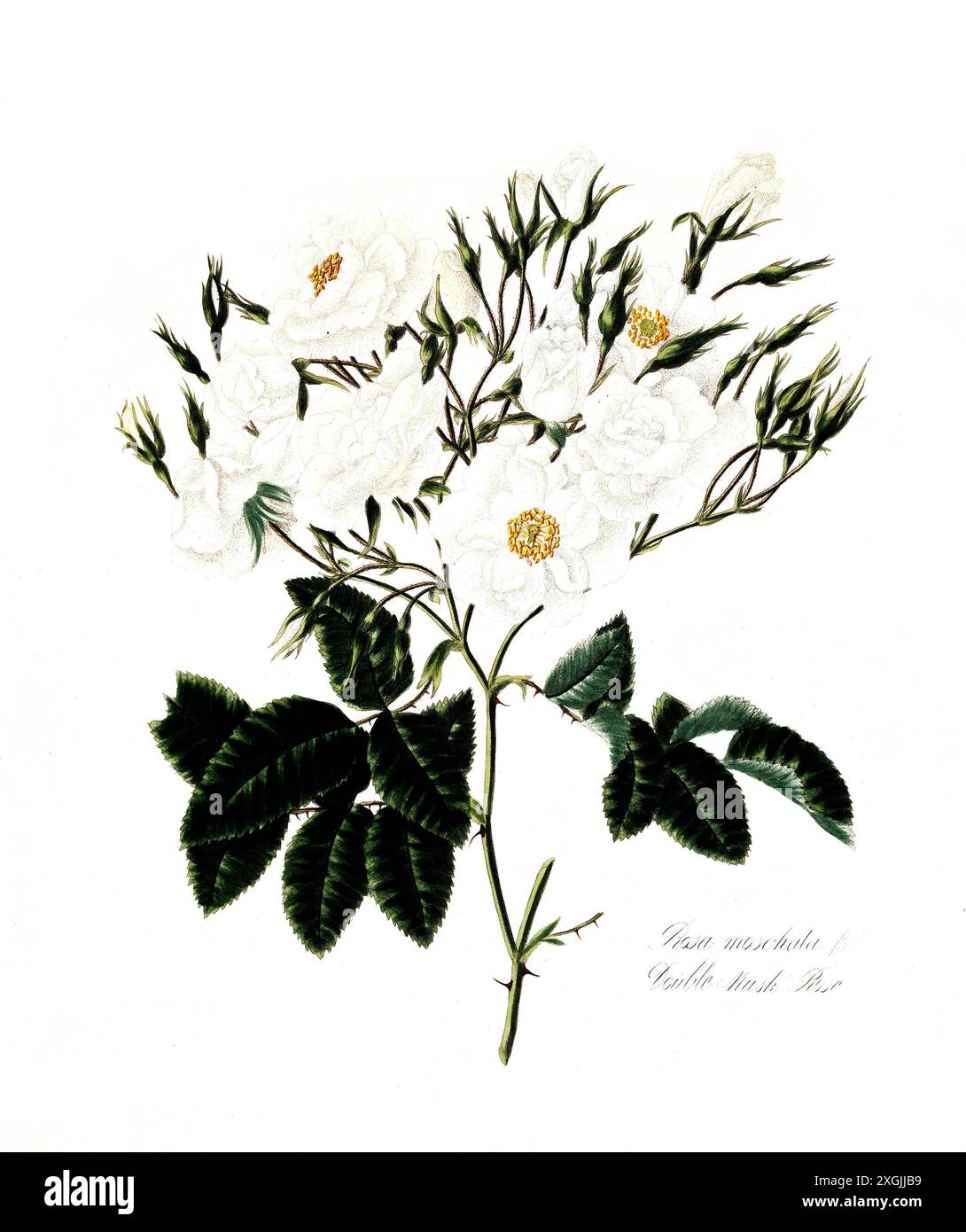Rosa moschata , Rose, historische Edelrose, Rosenzüchtung, Illustration aus 1799, historisch, digital restaurierte Reproduktion von einer Vorlage aus Stockfoto