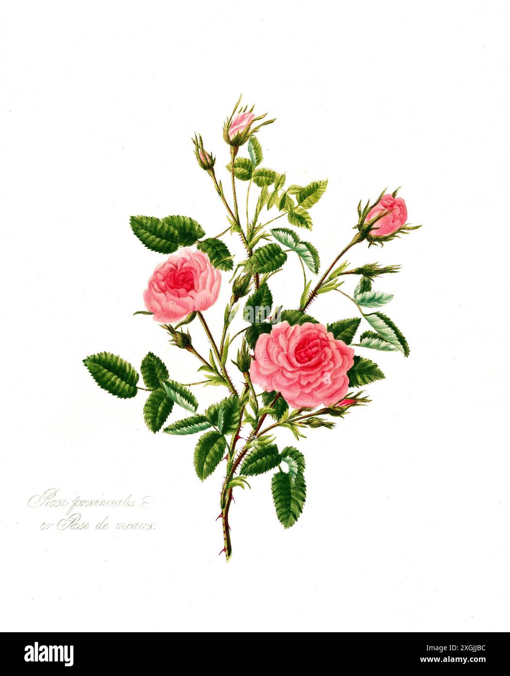 Rosa provincialis oder Rose de meaux. , Rose, historische Edelrose, Rosenzüchtung, Illustration aus 1799, historisch, digital restaurierte Reproduktion Stockfoto