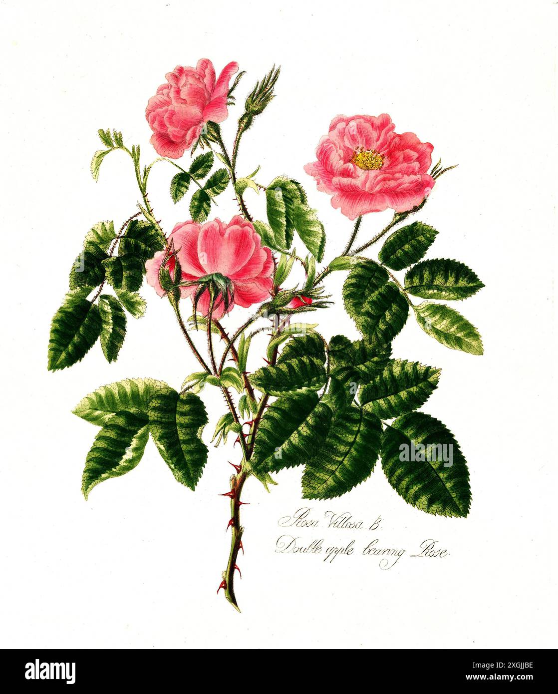 Rosa villosa, Doppelapfelrose, Rose, historische Edelrose, Rosenzüchtung, Illustration aus 1799, historisch, digital restaurierte Reprodukti Stockfoto