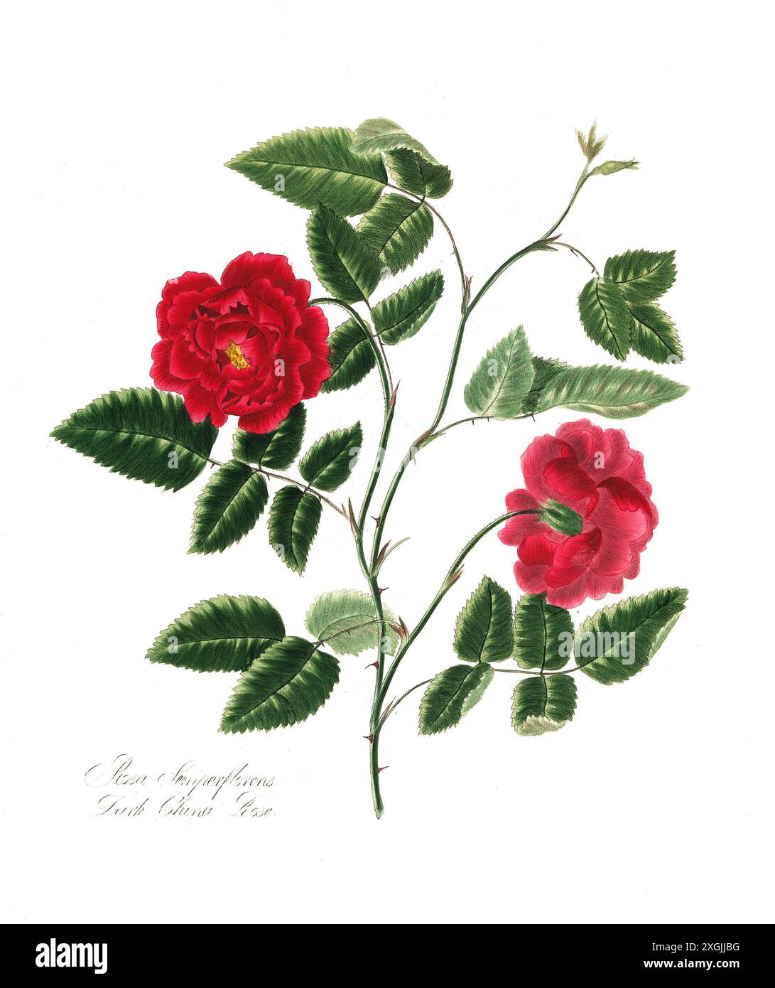 Rosa semperflorens, Dark China Rose , Rose, historische Edelrose, Rosenzüchtung, Illustration aus 1799, historisch, digital restaurierte Reproduktion Stockfoto
