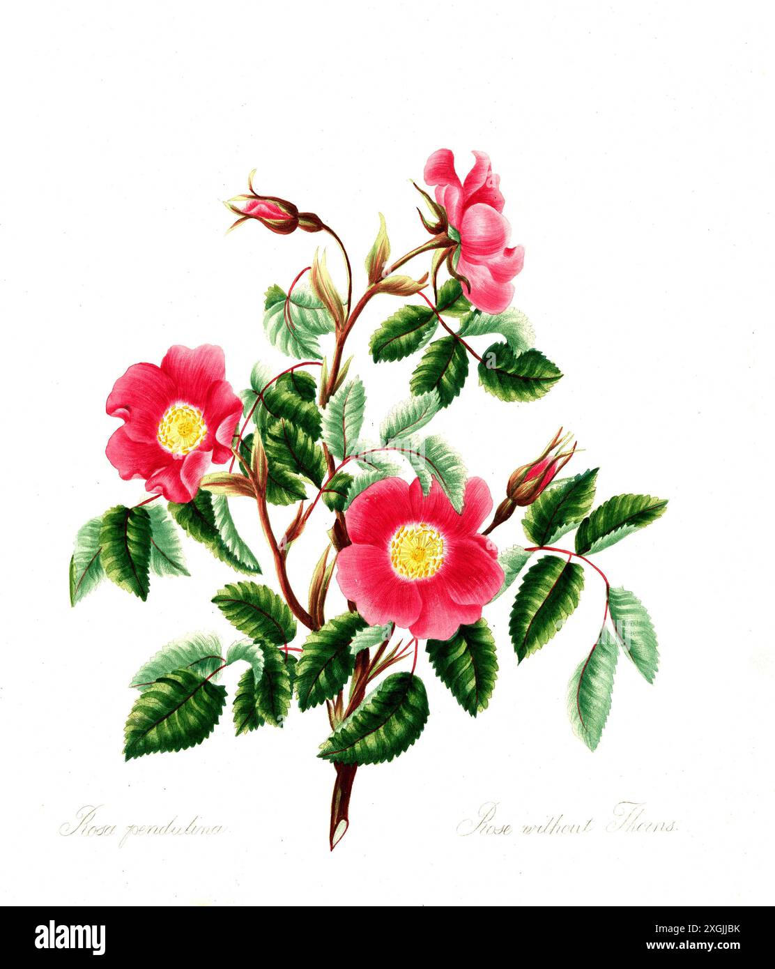 Rosa pendulina , Rose, historische Edelrose, Rosenzüchtung, Illustration aus 1799, historisch, digital restaurierte Reproduktion von einer Vorlage aus Stockfoto