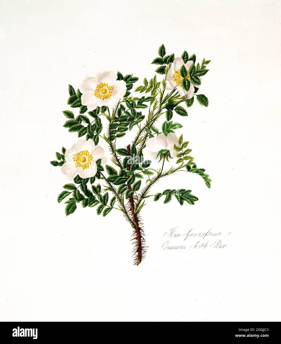 Rosa spinosissima, Gemeine Scotch Rose, Rose, historische Edelrose, Rosenzüchtung, Illustration aus 1799, Historisch, digital restaurierte Reproduktion Stockfoto