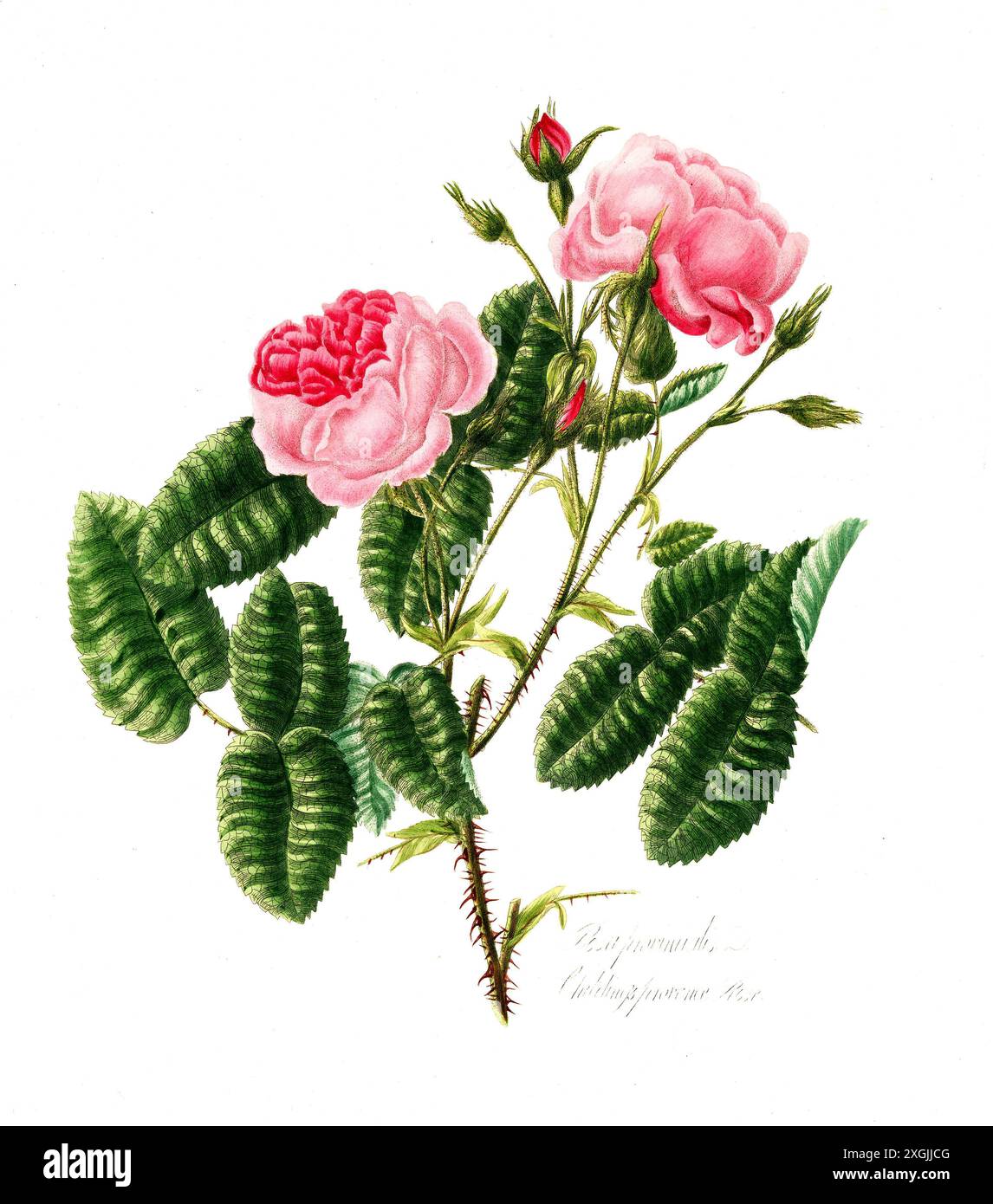 Rosa provincialis , Rose, historische Edelrose, Rosenzüchtung, Illustration aus 1799, historisch, digital restaurierte Reproduktion von einer Vorlage Stockfoto