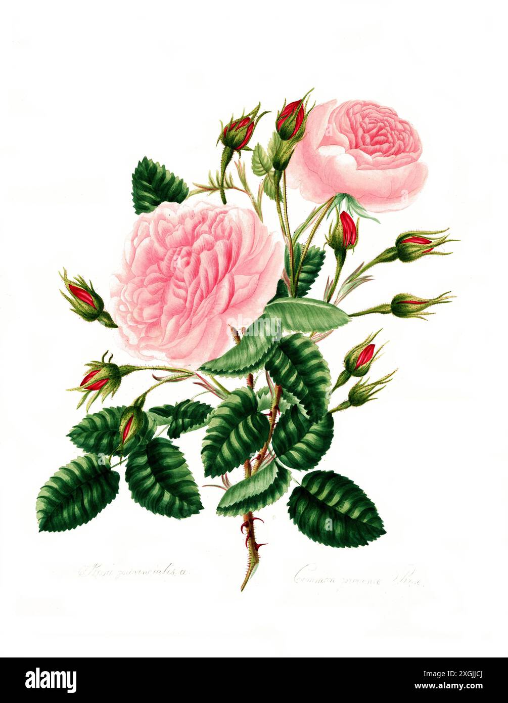 Rosa provincialisa, Gemeine provence Rose, Rose, historische Edelrose, Rosenzüchtung, Abbildung aus 1799, historisch, digital restauriertes Reprodukt Stockfoto