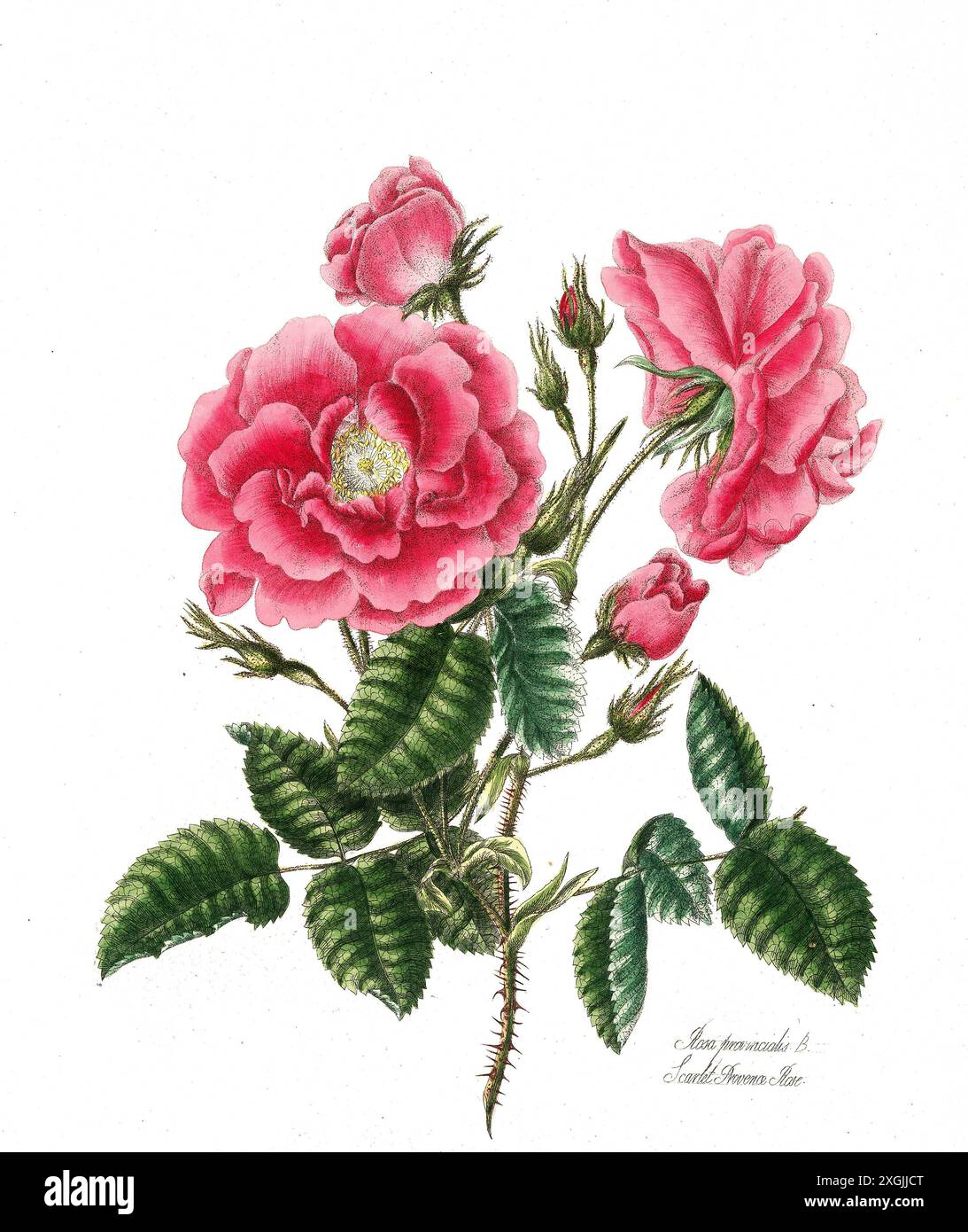 Rosa provincialis , Rose, historische Edelrose, Rosenzüchtung, Illustration aus 1799, historisch, digital restaurierte Reproduktion von einer Vorlage Stockfoto