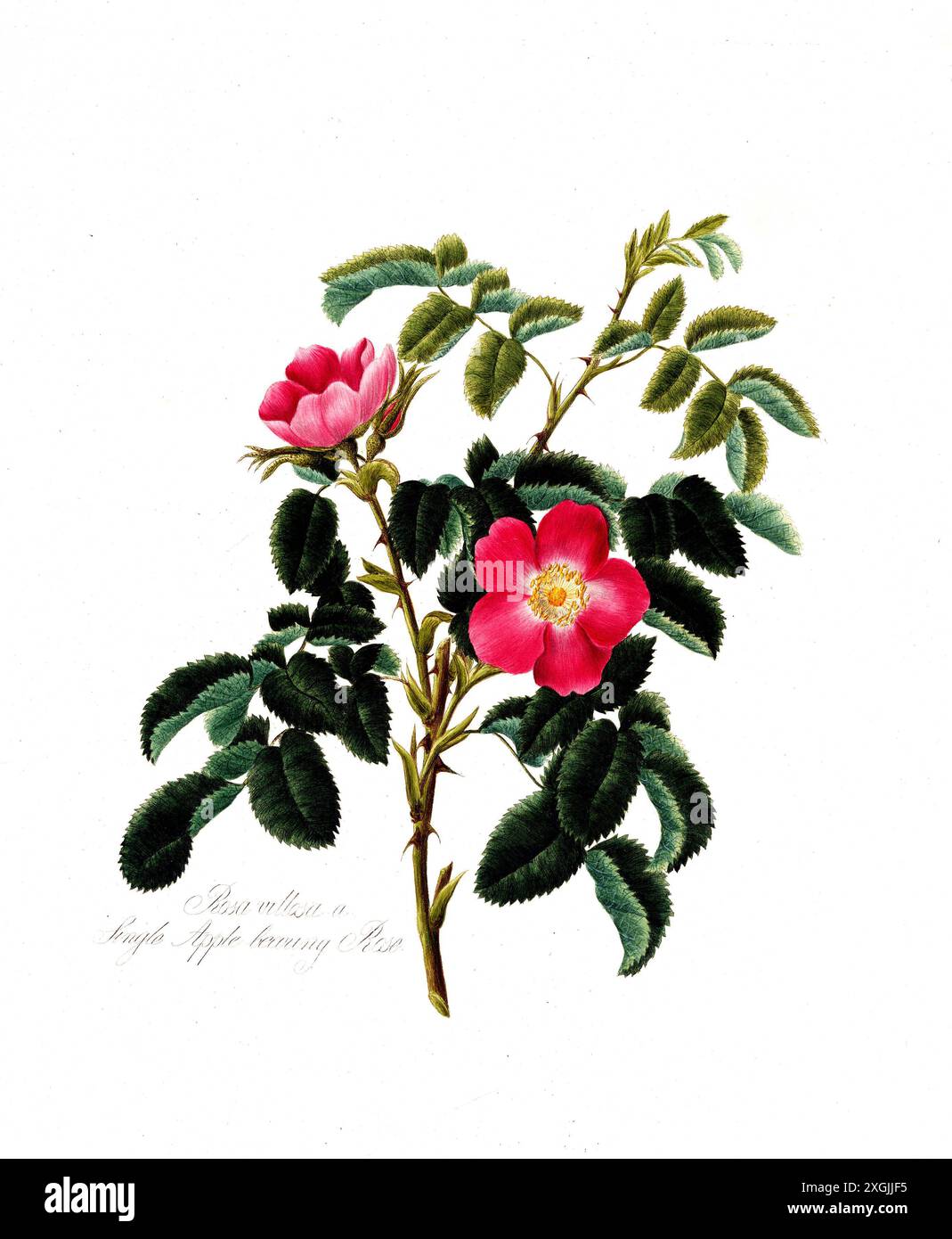 Rosa villosa, Einapllerrose, Rose, historische Edelrose, Rosenzüchtung, Illustration aus 1799, historisch, digital restaurierte Reprodukti Stockfoto