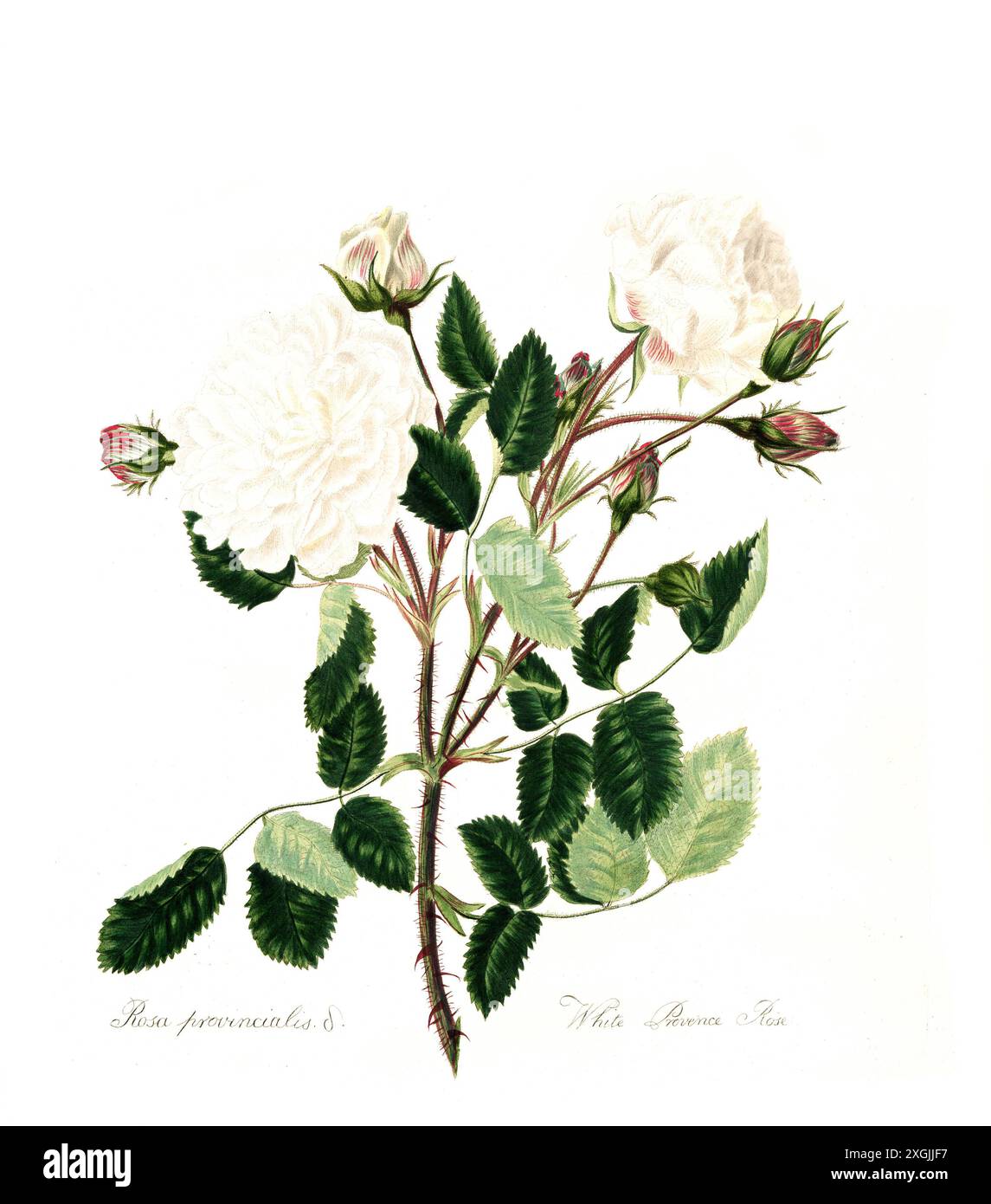 White provincialis , Weiße Provence Rose, Rose, historische Edelrose, Rosenzüchtung, Abbildung aus 1799, historisch, digital restauriertes Reprodukt Stockfoto