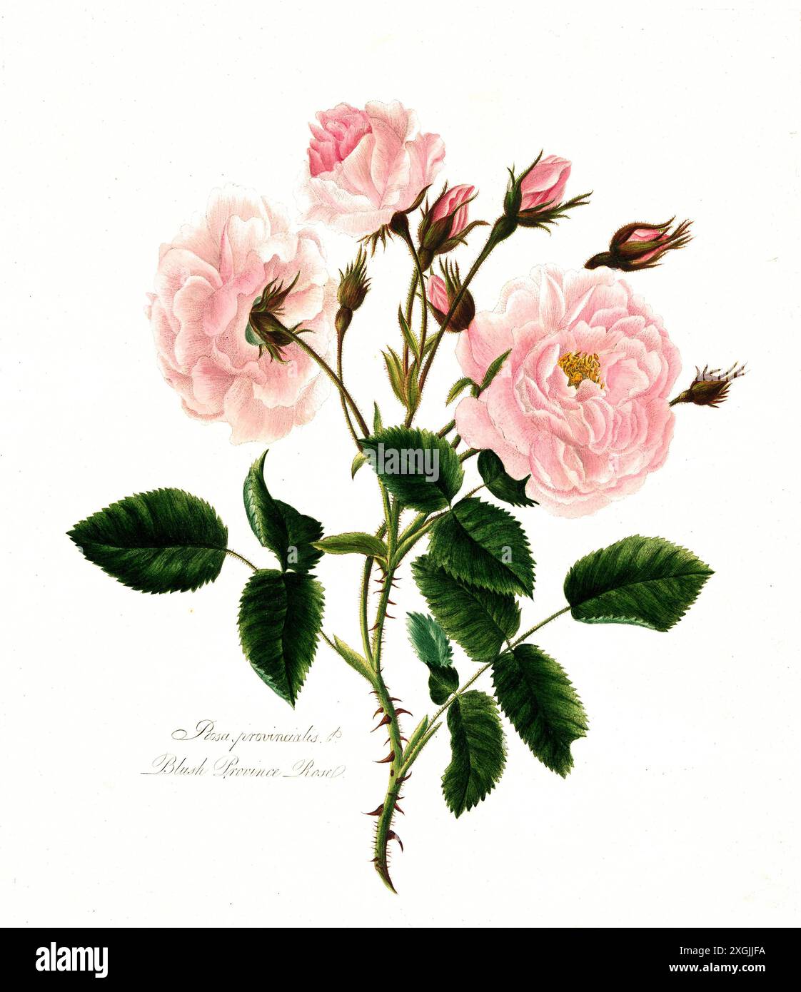 Rosa, provincialis, rosafarbene ProvenceRose, Rose, historische Edelrose, Rosenzüchtung, Illustration aus 1799, Historisch, digital restaurierte Repro Stockfoto