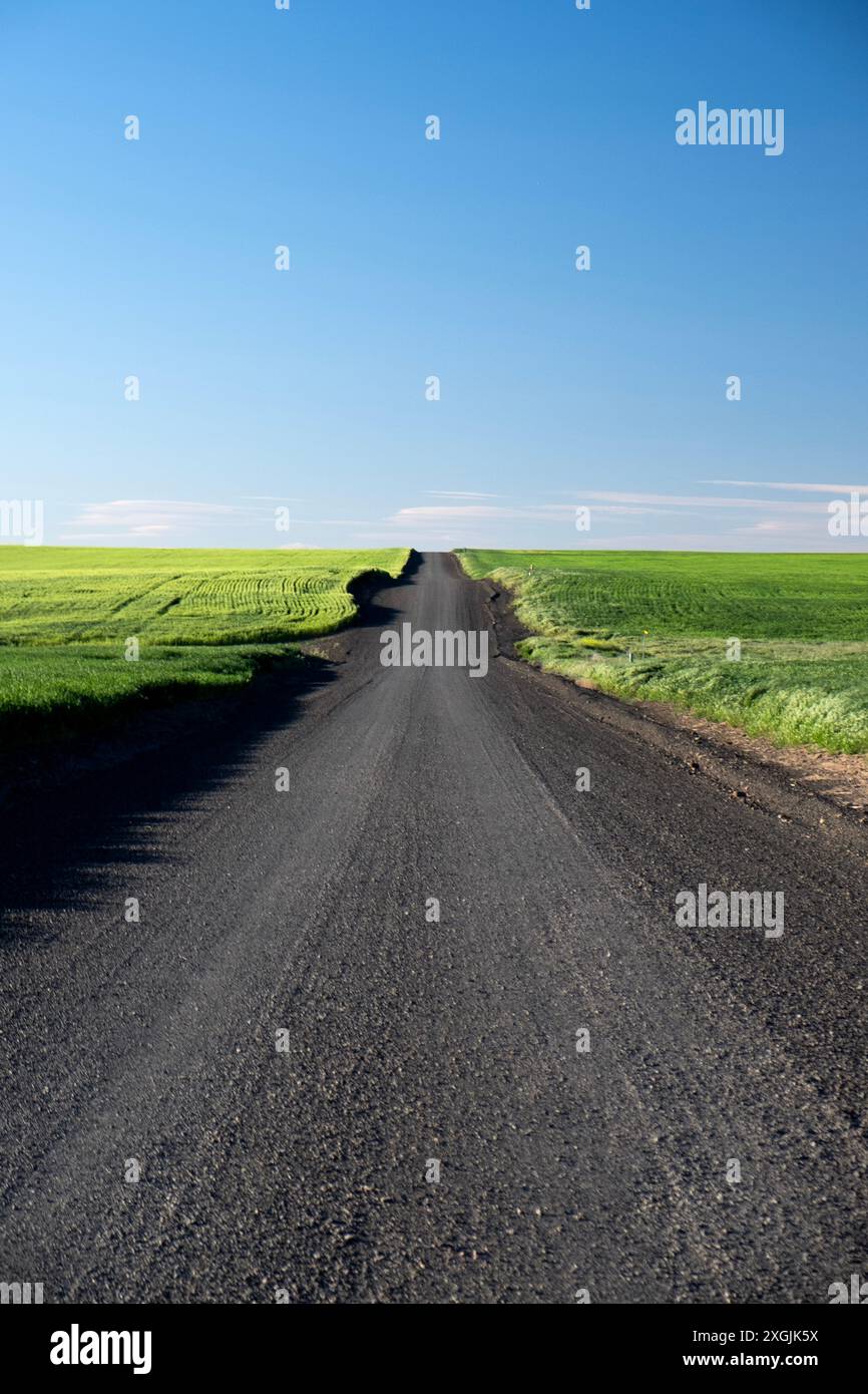 Perspektivische Sicht auf die Straße durch die Weizenfelder im Morrow County, Oregon Stockfoto