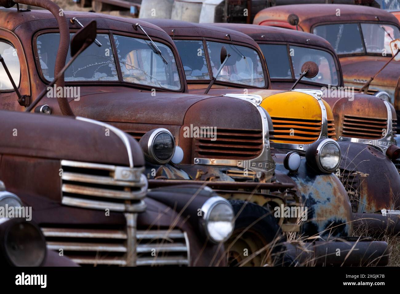 Ein einziger alter Golddodge steht zwischen rostenden Trucks hintereinander Stockfoto