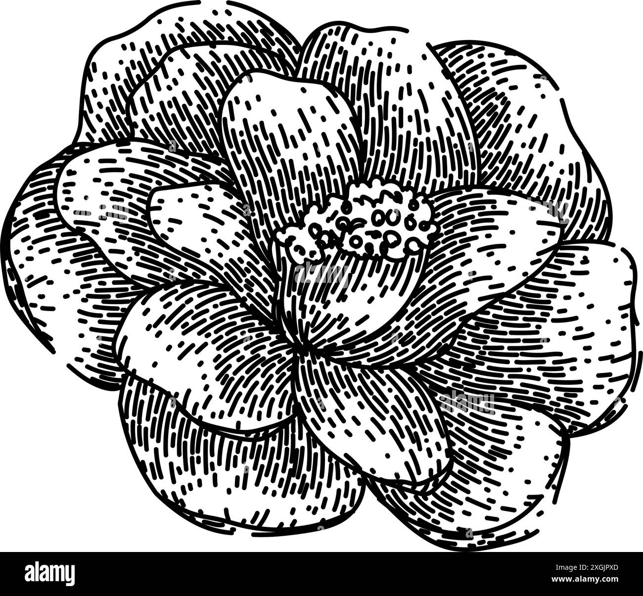 Hochzeit Kamelie Skizze Hand gezeichneter Vektor Stock Vektor