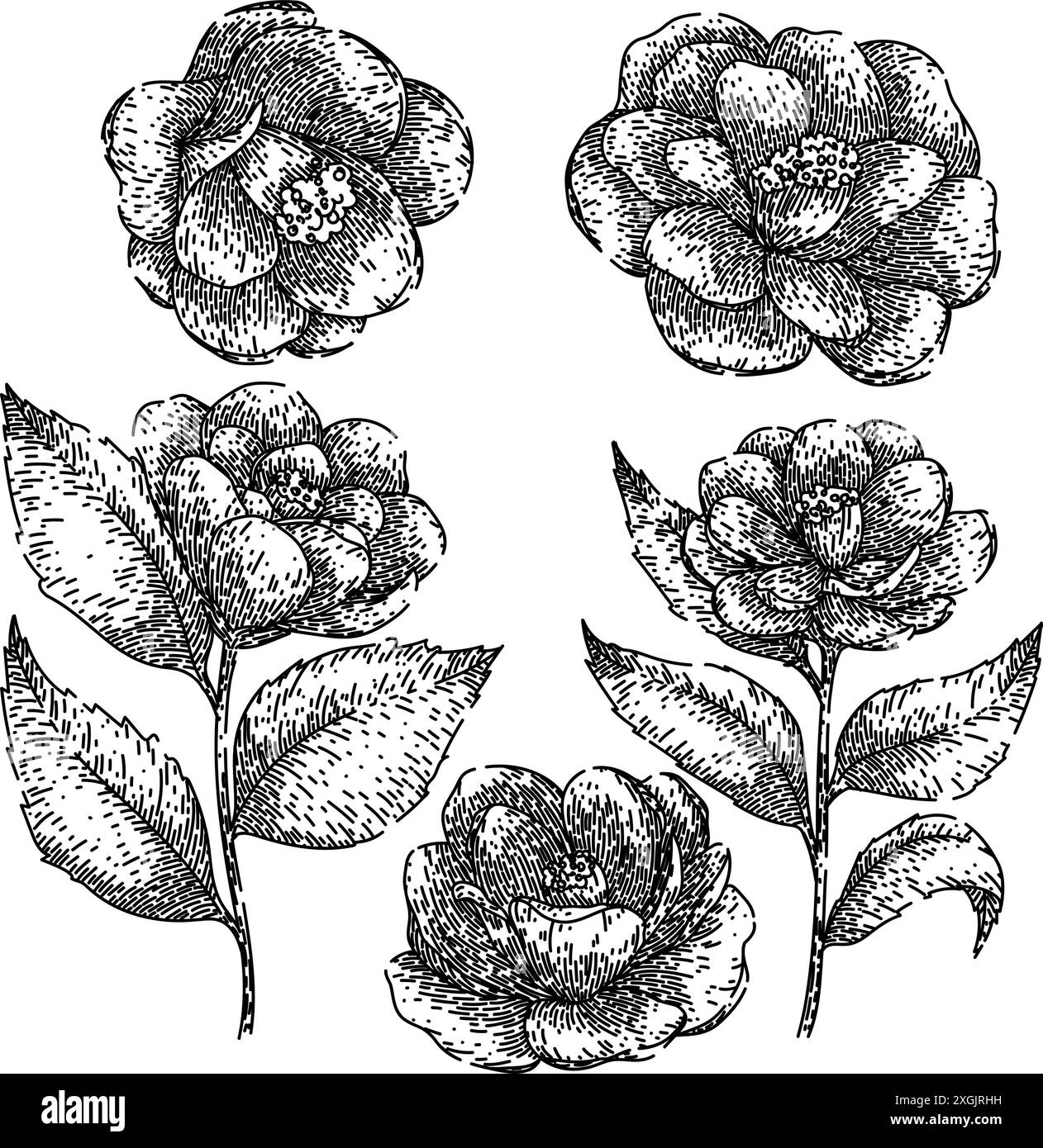 camellia Set Skizze Hand gezeichneter Vektor Stock Vektor