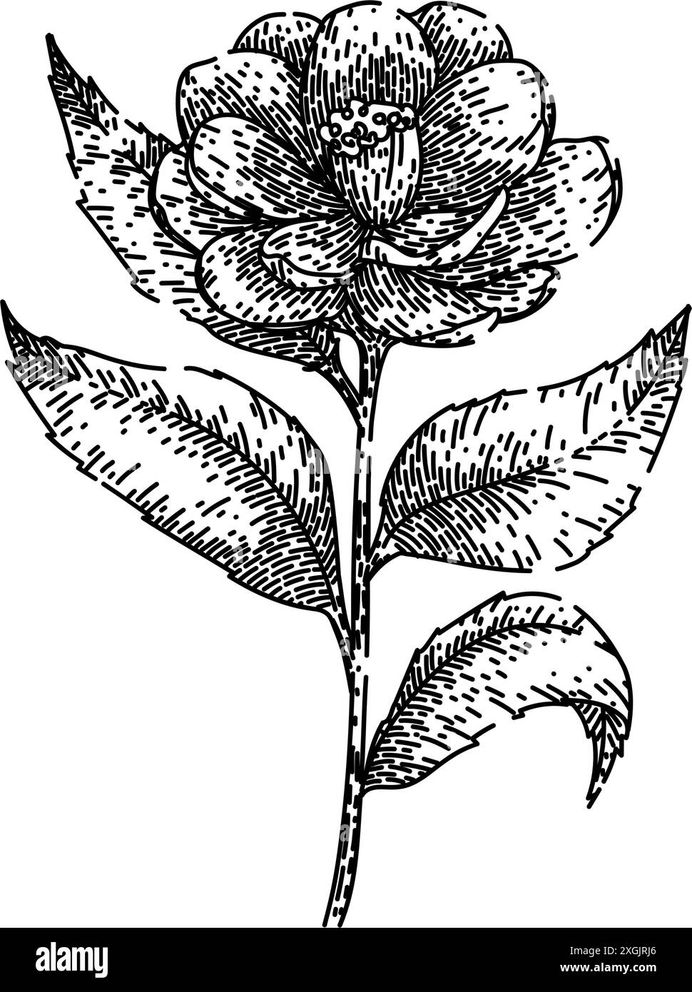 Blume Kamelie Skizze Hand gezeichneter Vektor Stock Vektor