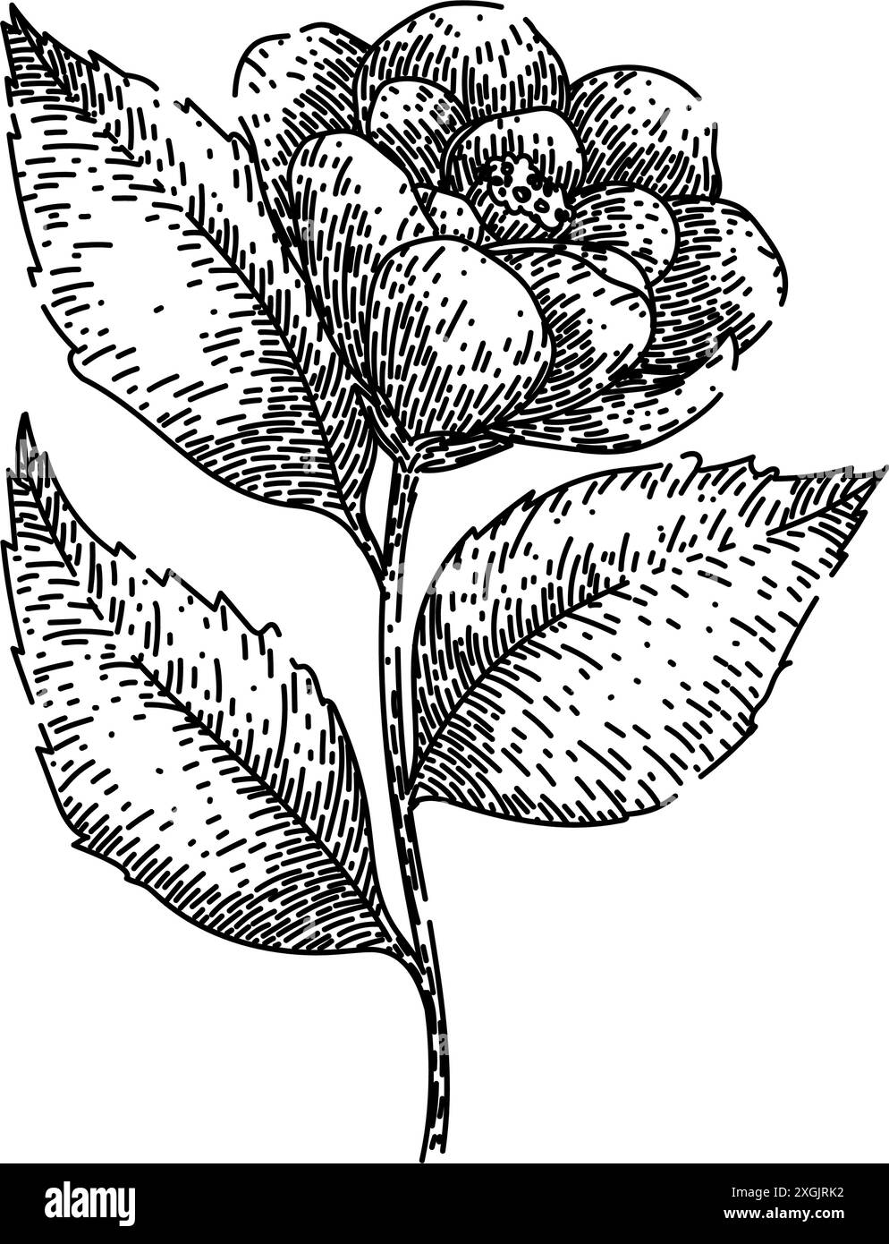 florale Kamelie Skizze Hand gezeichneter Vektor Stock Vektor